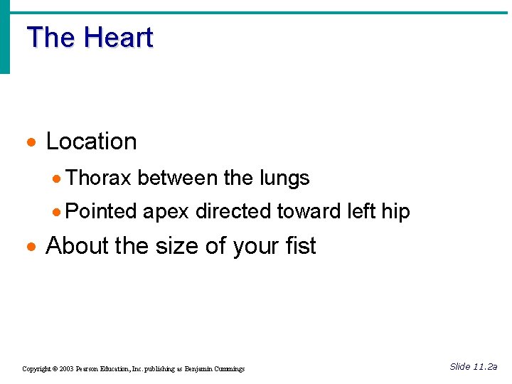 The Heart · Location · Thorax between the lungs · Pointed apex directed toward