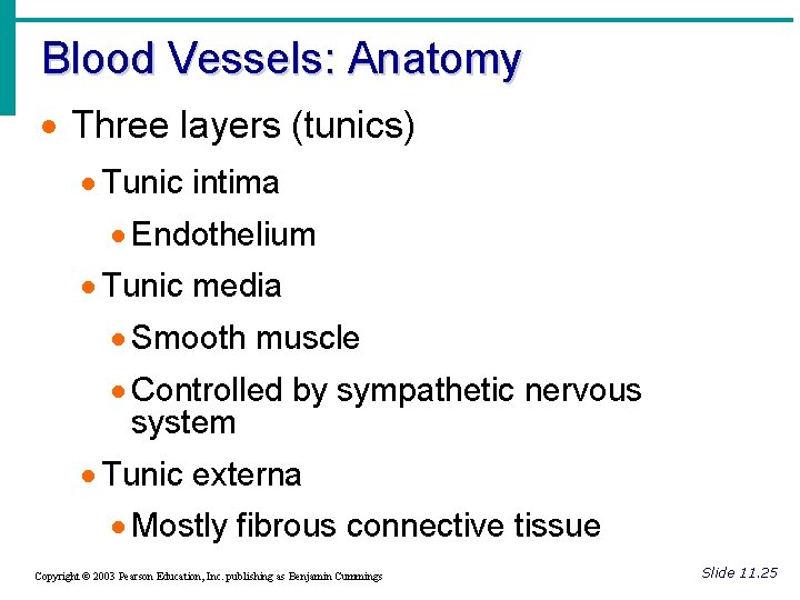 Blood Vessels: Anatomy · Three layers (tunics) · Tunic intima · Endothelium · Tunic