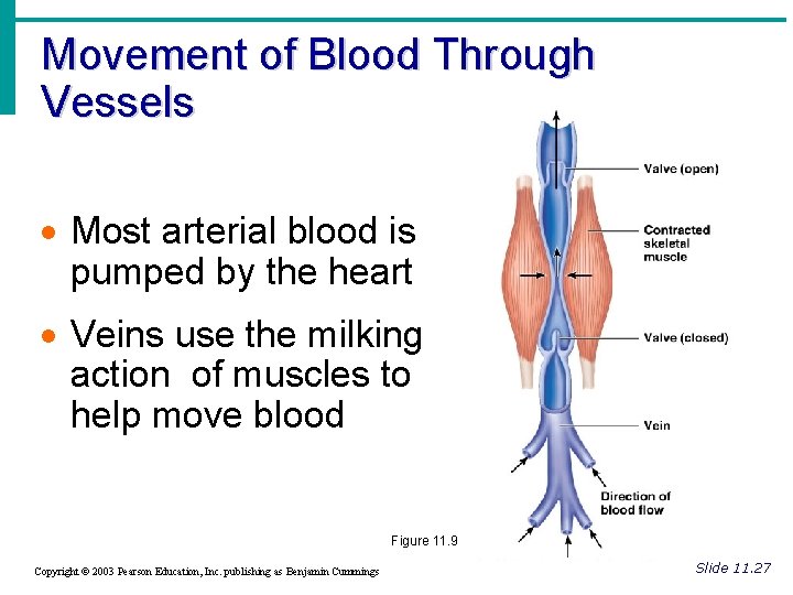 Movement of Blood Through Vessels · Most arterial blood is pumped by the heart