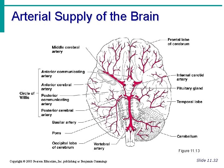 Arterial Supply of the Brain Figure 11. 13 Copyright © 2003 Pearson Education, Inc.