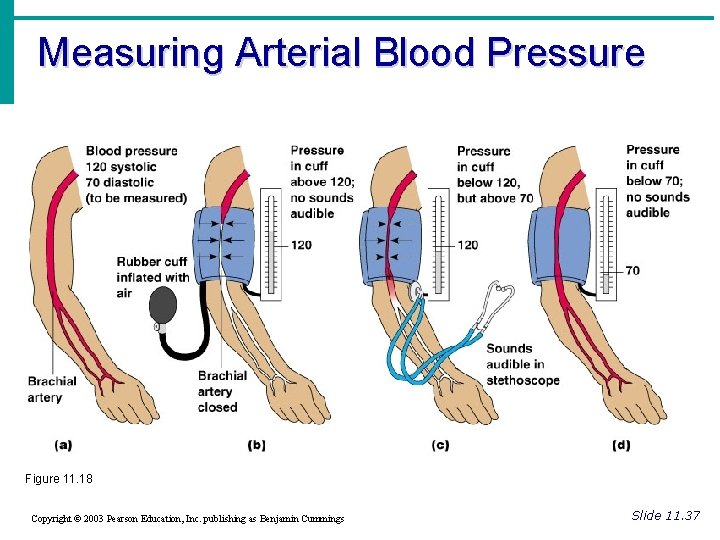 Measuring Arterial Blood Pressure Figure 11. 18 Copyright © 2003 Pearson Education, Inc. publishing