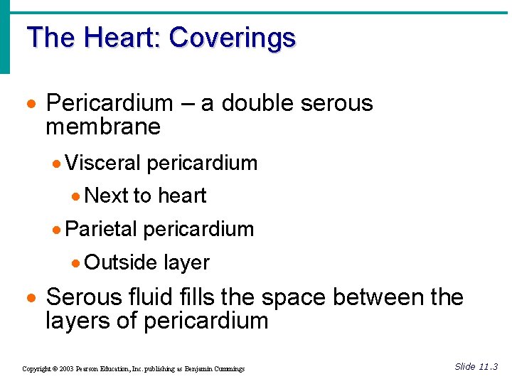 The Heart: Coverings · Pericardium – a double serous membrane · Visceral pericardium ·