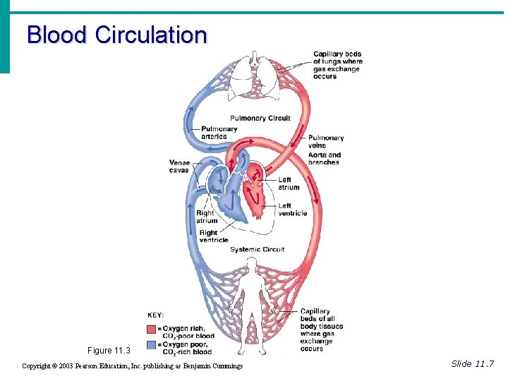 Blood Circulation Figure 11. 3 Copyright © 2003 Pearson Education, Inc. publishing as Benjamin