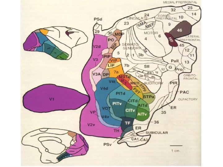 van Essen Anatomy 