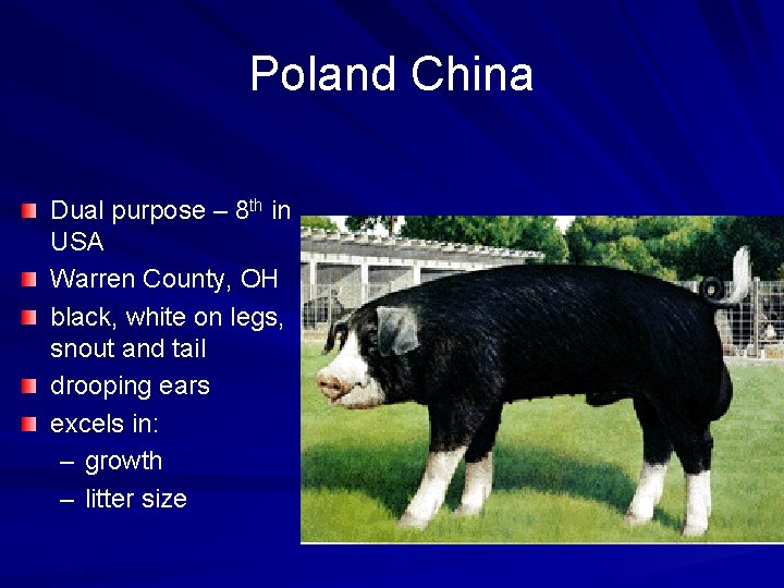 Poland China Dual purpose – 8 th in USA Warren County, OH black, white