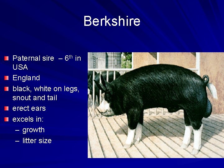 Berkshire Paternal sire – 6 th in USA England black, white on legs, snout