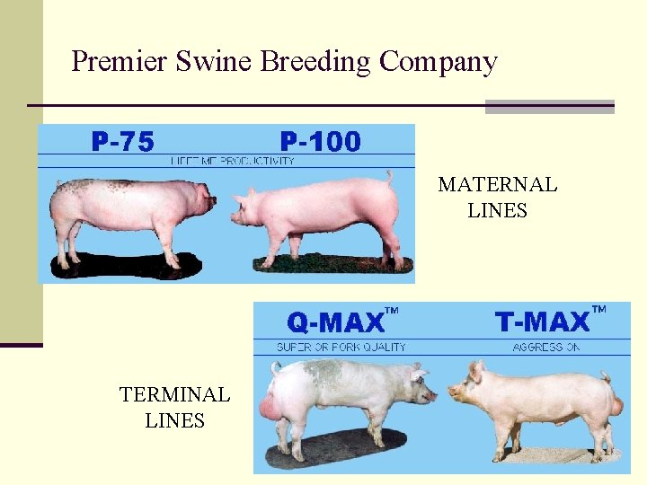 Premier Swine Breeding Company MATERNAL LINES TERMINAL LINES 