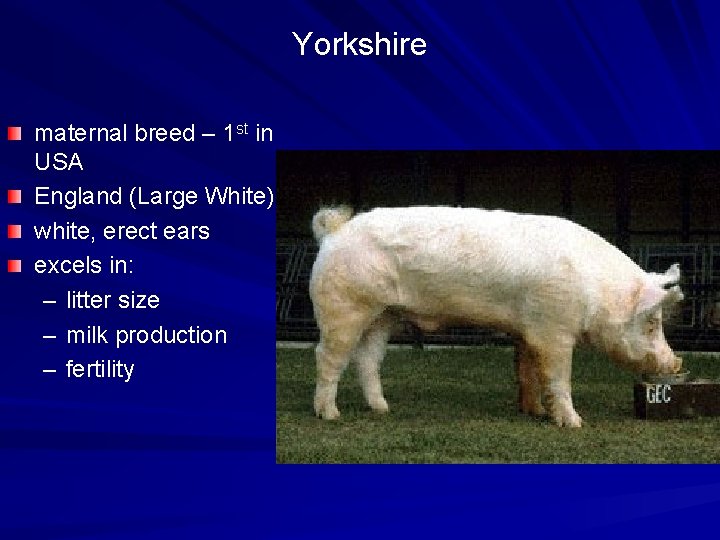 Yorkshire maternal breed – 1 st in USA England (Large White) white, erect ears