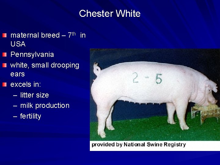 Chester White maternal breed – 7 th in USA Pennsylvania white, small drooping ears