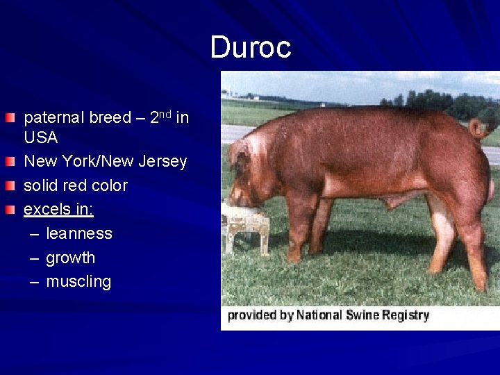 Duroc paternal breed – 2 nd in USA New York/New Jersey solid red color