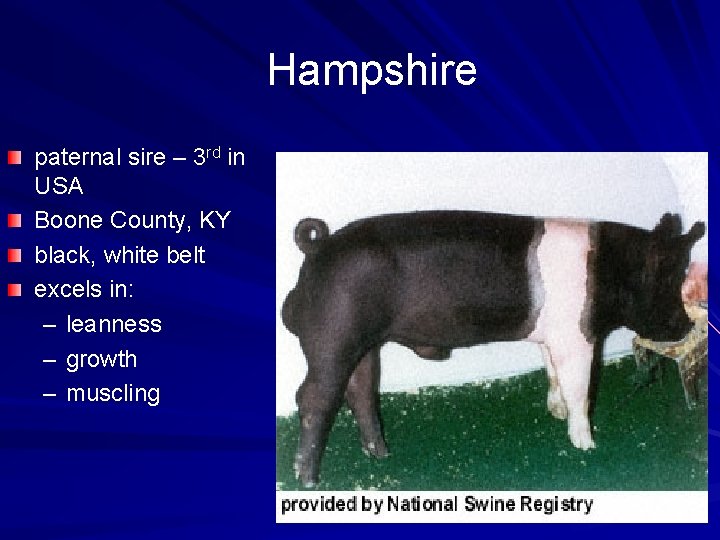 Hampshire paternal sire – 3 rd in USA Boone County, KY black, white belt