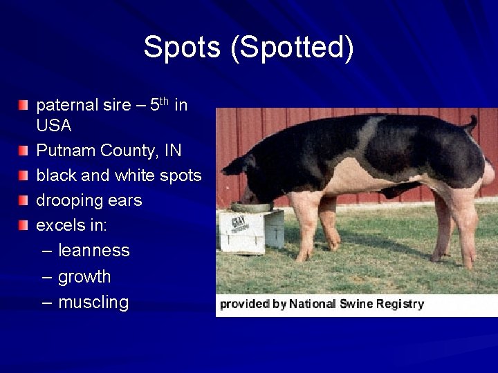 Spots (Spotted) paternal sire – 5 th in USA Putnam County, IN black and