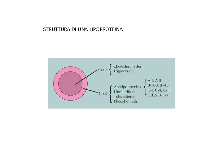 STRUTTURA DI UNA LIPOPROTEINA 