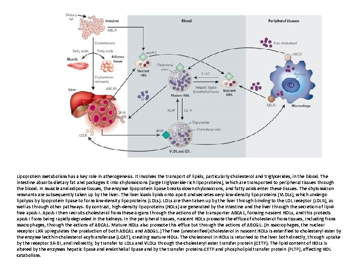 Lipoprotein metabolism has a key role in atherogenesis. It involves the transport of lipids,