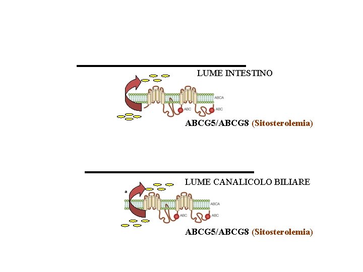 LUME INTESTINO ABCG 5/ABCG 8 (Sitosterolemia) LUME CANALICOLO BILIARE ABCG 5/ABCG 8 (Sitosterolemia) 