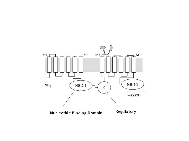 Nucleotide Binding Domain Regulatory 