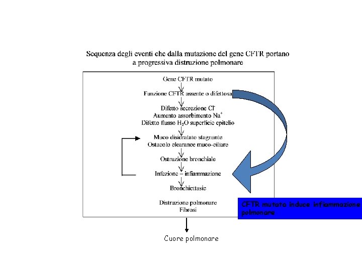 CFTR mutata induce infiammazione polmonare Cuore polmonare 