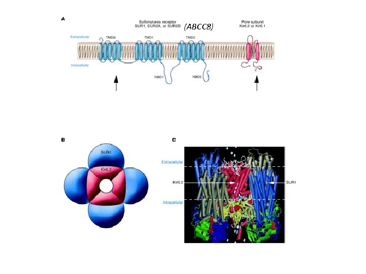 (ABCC 8) 