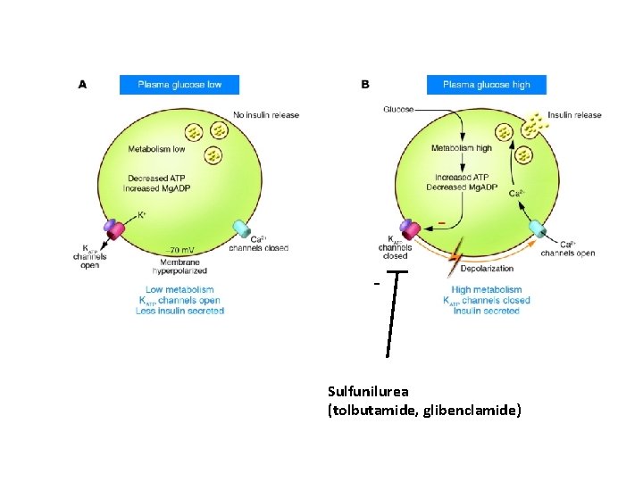 - Sulfunilurea (tolbutamide, glibenclamide) 