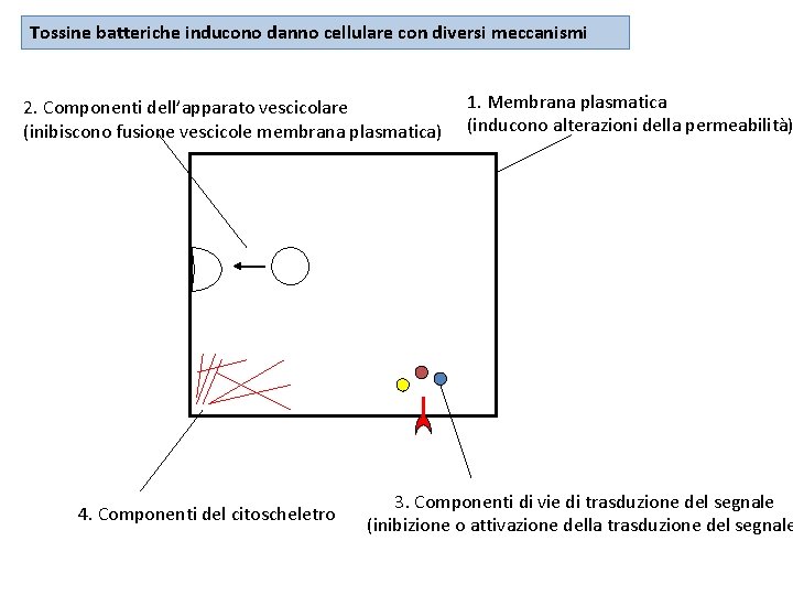 Tossine batteriche inducono danno cellulare con diversi meccanismi 2. Componenti dell’apparato vescicolare (inibiscono fusione