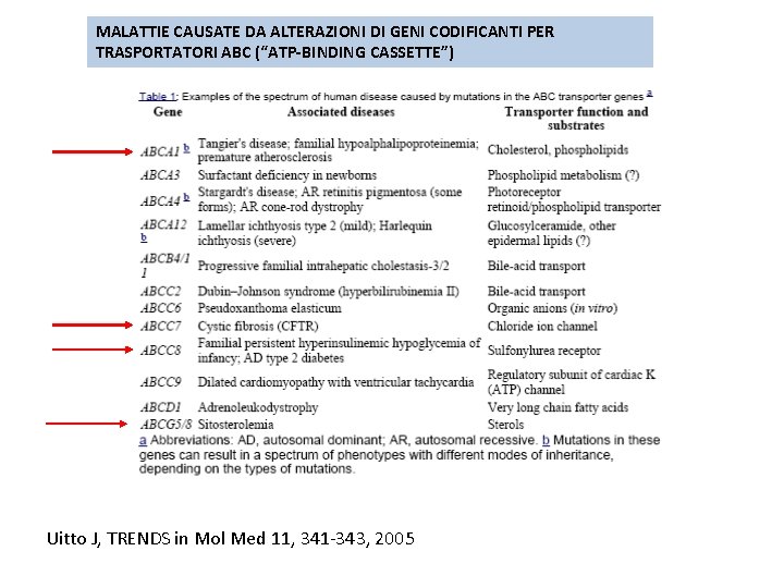 MALATTIE CAUSATE DA ALTERAZIONI DI GENI CODIFICANTI PER TRASPORTATORI ABC (“ATP-BINDING CASSETTE”) Uitto J,