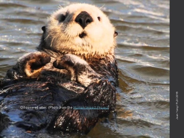 Jean Yang / PLDI 2016 Oil-covered otter. (Photo from the Human Impact Project) 