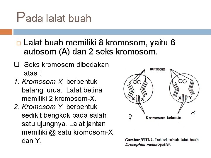 Pada lalat buah Lalat buah memiliki 8 kromosom, yaitu 6 autosom (A) dan 2
