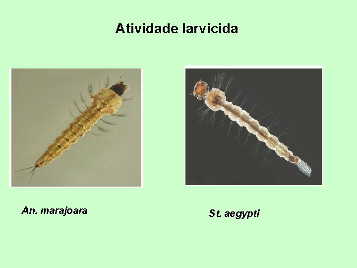 Atividade larvicida An. marajoara St. aegypti 