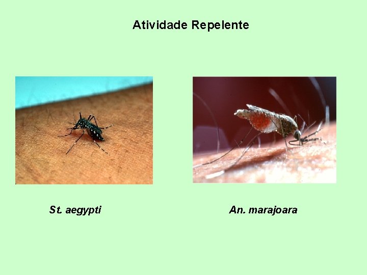 Atividade Repelente St. aegypti An. marajoara 