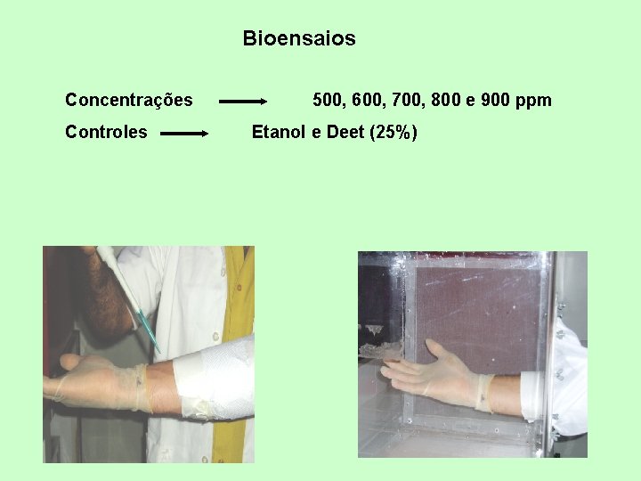 Bioensaios Concentrações Controles 500, 600, 700, 800 e 900 ppm Etanol e Deet (25%)