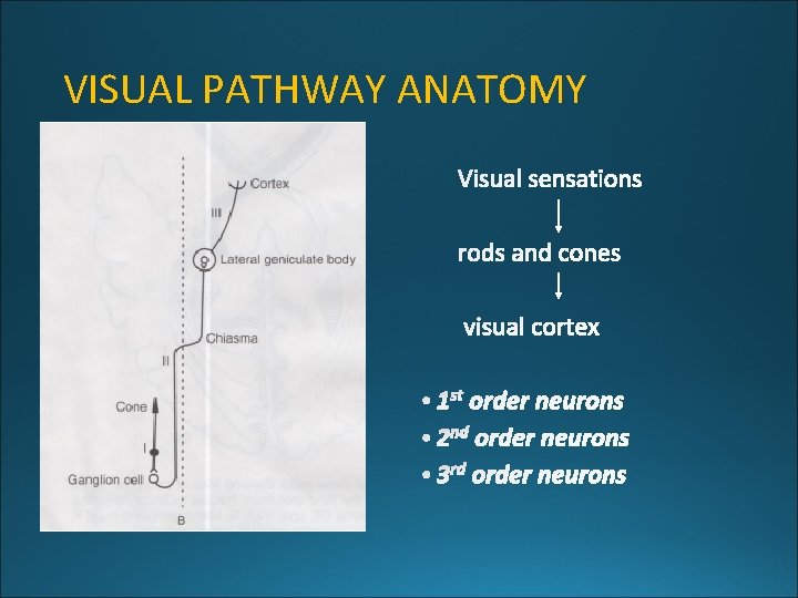 VISUAL PATHWAY ANATOMY 