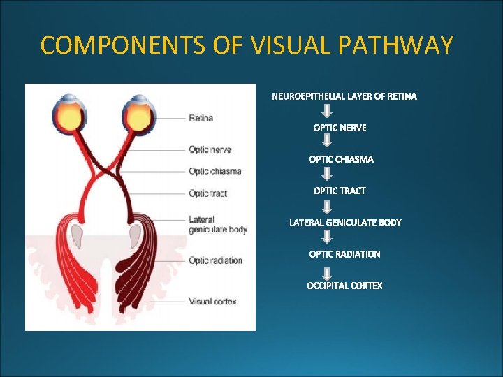 COMPONENTS OF VISUAL PATHWAY 