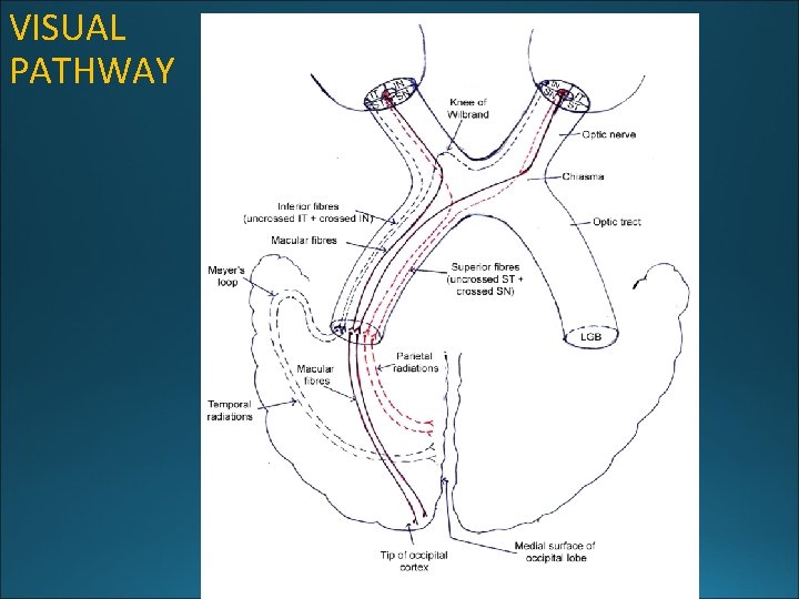 VISUAL PATHWAY 