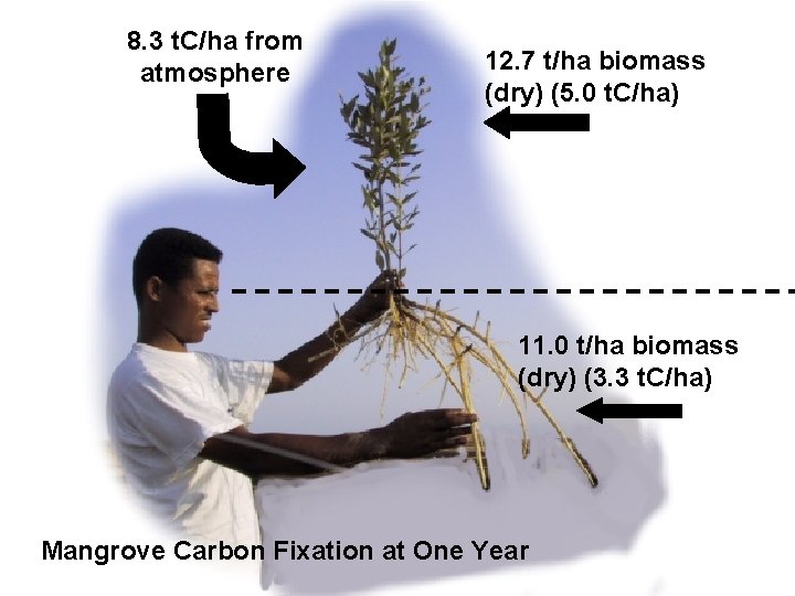 8. 3 t. C/ha from atmosphere 12. 7 t/ha biomass (dry) (5. 0 t.