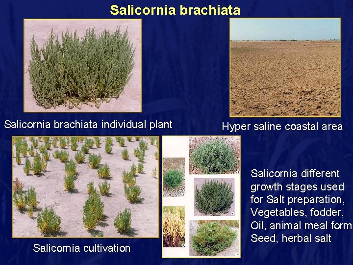 Salicornia brachiata individual plant Salicornia cultivation Hyper saline coastal area Salicornia different growth stages