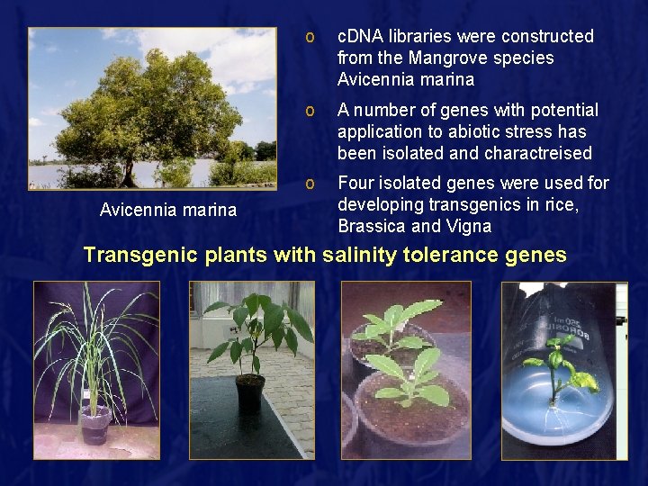 Avicennia marina o c. DNA libraries were constructed from the Mangrove species Avicennia marina