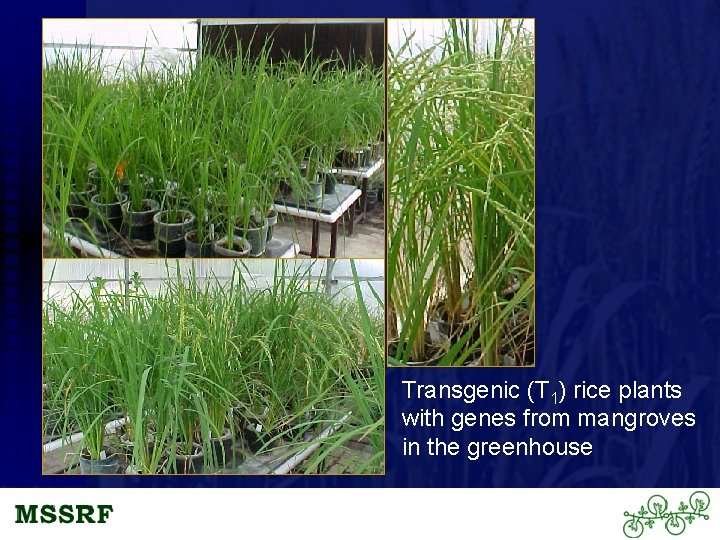 Transgenic (T 1) rice plants with genes from mangroves in the greenhouse 