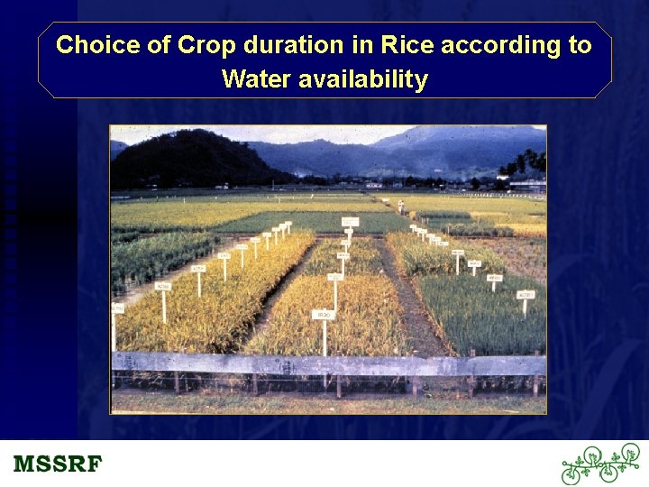 Choice of Crop duration in Rice according to Water availability 