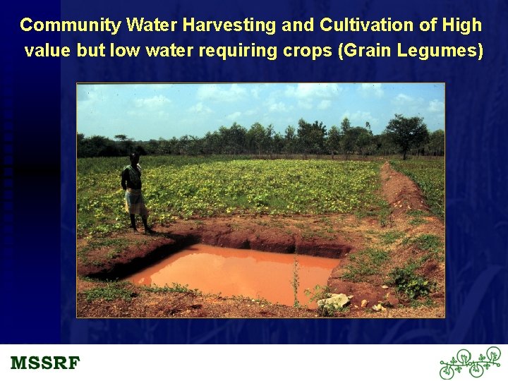 Community Water Harvesting and Cultivation of High value but low water requiring crops (Grain