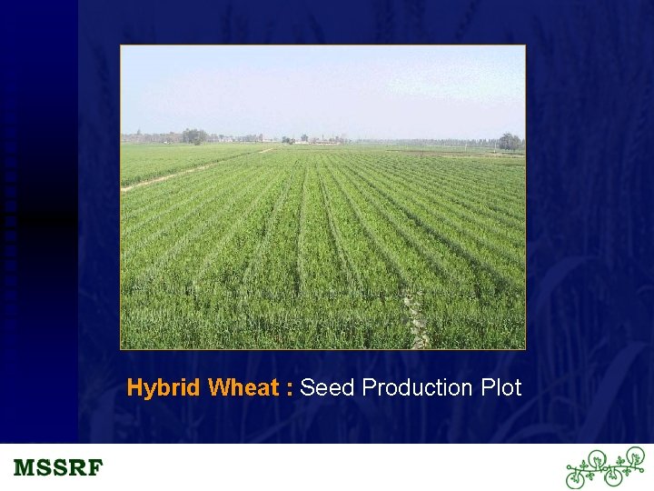 Hybrid Wheat : Seed Production Plot 