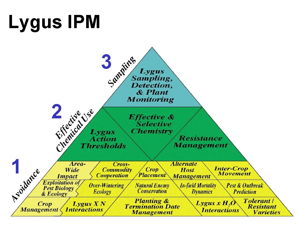 Lygus IPM 3 2 1 Ellsworth/UA 