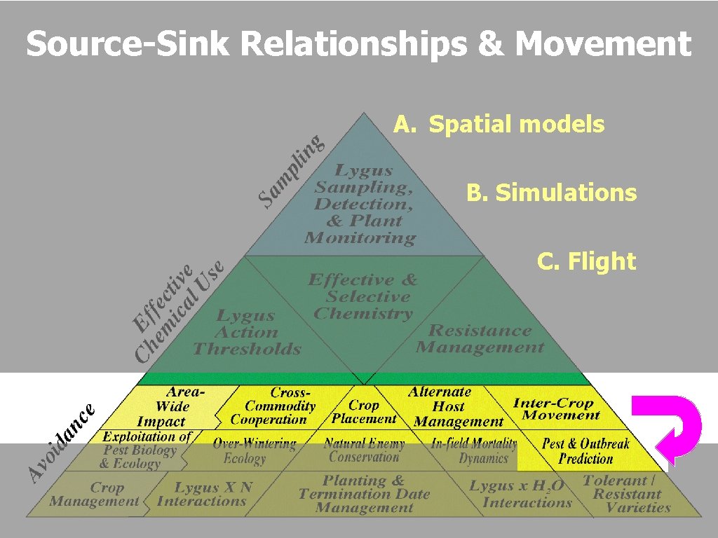 Source-Sink Relationships & Movement A. Spatial models B. Simulations C. Flight Ellsworth/UA 