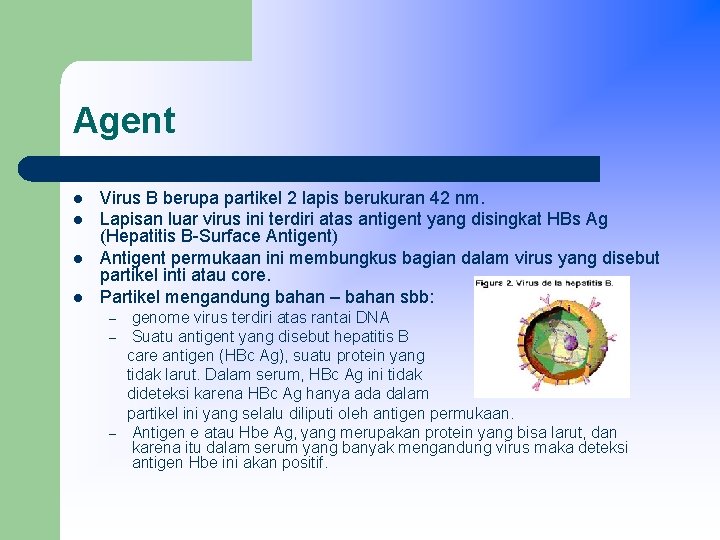 Agent l l Virus B berupa partikel 2 lapis berukuran 42 nm. Lapisan luar