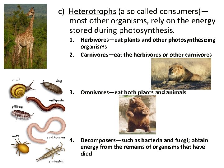 c) Heterotrophs (also called consumers)— most other organisms, rely on the energy stored during