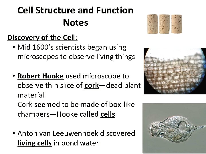 Cell Structure and Function Notes Discovery of the Cell: • Mid 1600’s scientists began