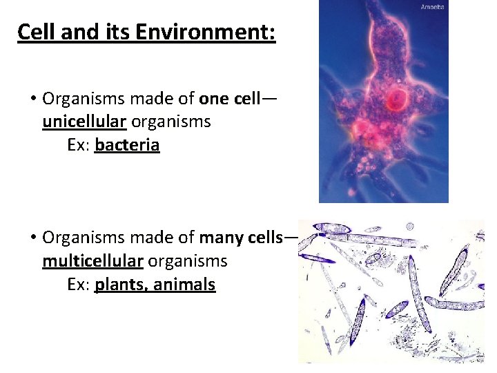 Cell and its Environment: • Organisms made of one cell— unicellular organisms Ex: bacteria