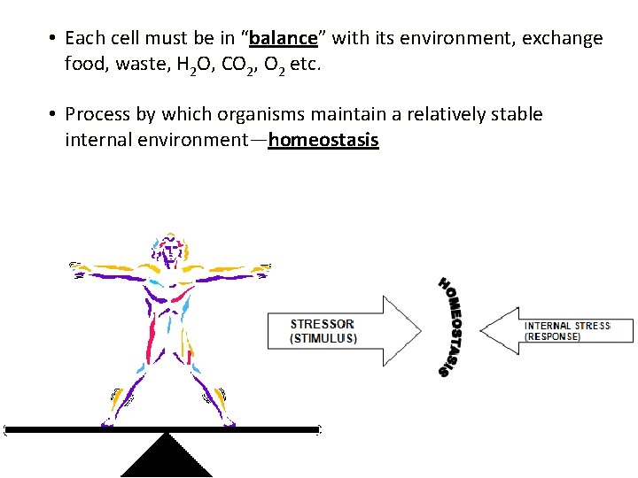  • Each cell must be in “balance” with its environment, exchange food, waste,