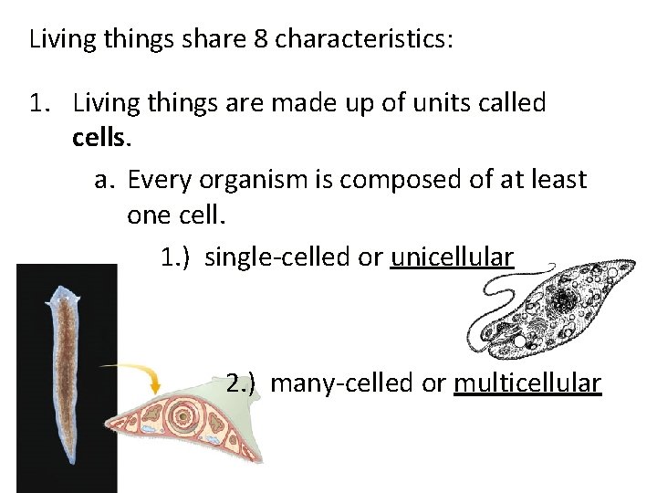 Living things share 8 characteristics: 1. Living things are made up of units called