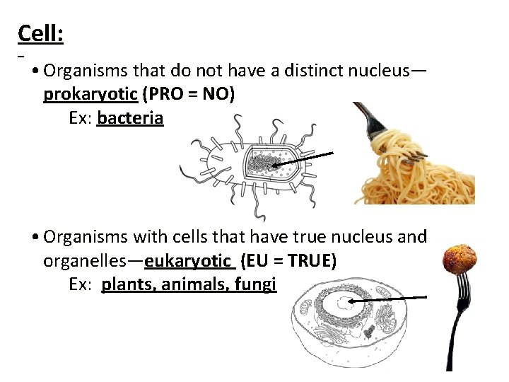 Cell: • Organisms that do not have a distinct nucleus— prokaryotic (PRO = NO)