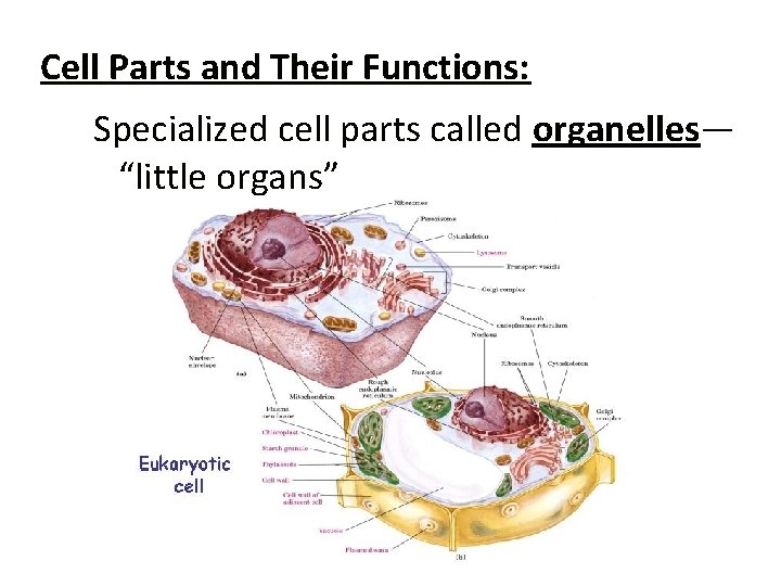 Cell Parts and Their Functions: Specialized cell parts called organelles— “little organs” 